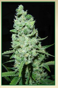 Семена Serious seeds AK-47 feminized