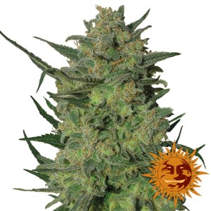 Семена Barneys farm L.S.D. Feminized 10 шт.