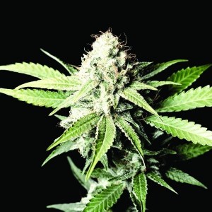 семена 'Auto Great white shark' autofem