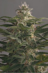 Семена Dutch Bulk Auto OG Kush autofeminized