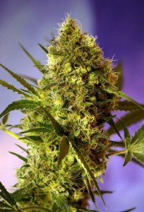 семена 'Big Devil' autofeminized