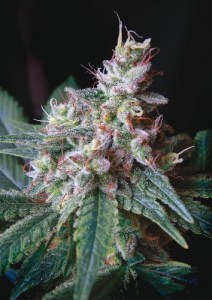 Семена Dutch Bulk Caramel feminized 20 шт.