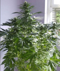 семена 'Cheese' feminized