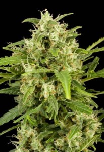 Семена Dutch Bulk Critical+  feminized 20 шт.