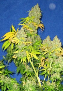 Семена Dutch Bulk K2 feminized