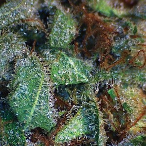 семена 'NY Diesel' feminized