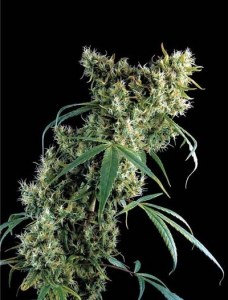 семена 'Super silver haze' feminized