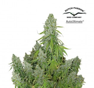 Семена Dutch Passion Auto Ultimate autofem 7 шт.