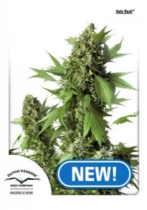 Семена Dutch Passion Auto Duck autofem