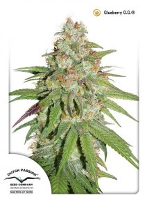 Семена Dutch Passion Glueberry O.G. feminized