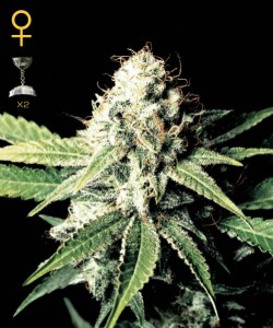 Семена Green House Great white shark feminized