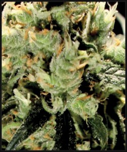 Семена Green House Super Lemon Haze feminized
