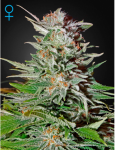Семена Green House Super Lemon Haze autofeminized
