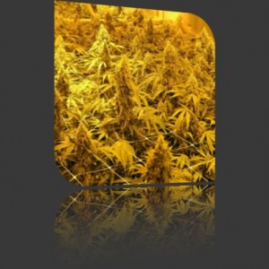 Семена Nirvana PPP (Pure Power Plant) feminized