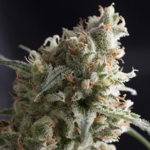 Семена Pyramid seeds Lennon feminized