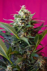 Семена Sweet seeds Big devil XL autofeminized 5+2 шт.