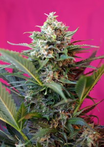 Семена Sweet seeds Big devil XL autofeminized 100 шт.