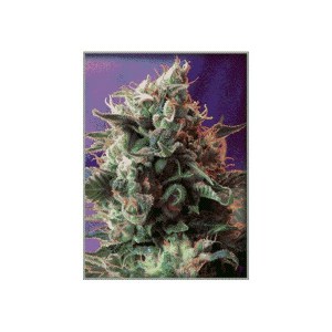 Семена Sweet seeds Jack 47 feminized
