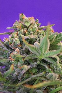 Семена Sweet seeds Sweet cheese F1 Fast version feminized
