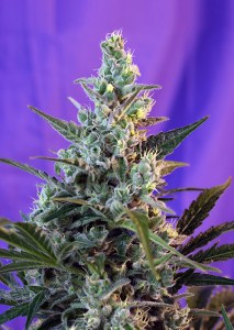 Семена Sweet seeds Sweet Skunk Auto autofeminized
