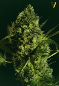 Семена Victory seeds Auto Big Angel autofem 5 шт.