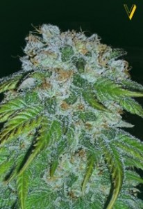 Семена Victory seeds Auto Big Bud autofem 5 шт.