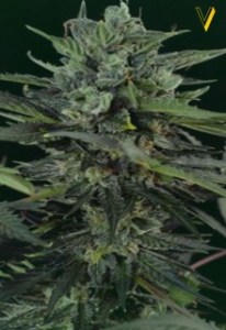 Семена Victory seeds Auto Original Blueberry autofem 5 шт.