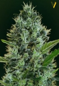 Семена Victory seeds Auto Somango autofem 5 шт.