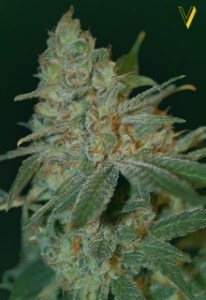 Семена Victory seeds Auto Super Skunk autofem 5 шт.