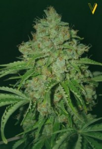 Семена Victory seeds Auto White Russian XXL autofem 5 шт.