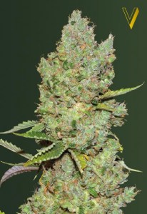 Семена Victory seeds Auto Critical autofem 10 шт.