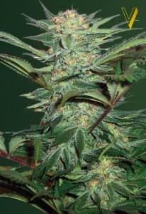 Семена Victory seeds Auto White Widow autofem 10 шт.