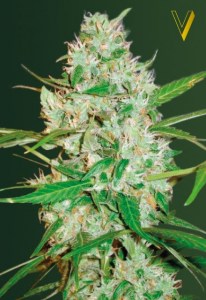 Семена Victory seeds Auto White Russian XXL autofem 10 шт.
