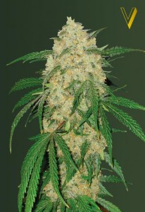 Семена Victory seeds Bubblegum + fem 10 шт.