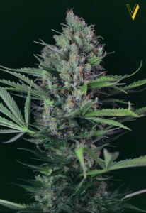 Семена Victory seeds Caramel fem 5 шт.