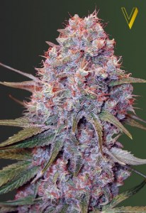 Семена Victory seeds Caramel fem 10 шт.