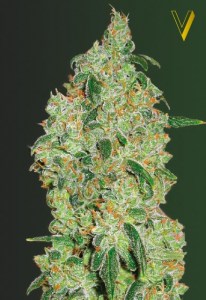 Семена Victory seeds Great White Shark fem 10 шт.