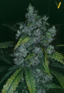 Семена Victory seeds Jack Herer fem 5 шт.