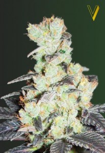 Семена Victory seeds NYV Diesel fem 10 шт.