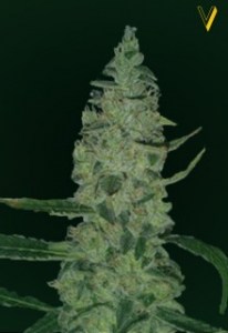 Семена Victory seeds Super Skunk fem 5 шт.