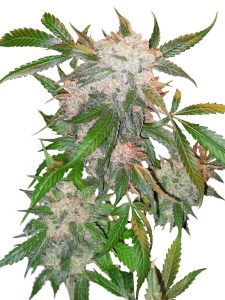 Семена Dutch Passion White Widow feminized 10 шт.
