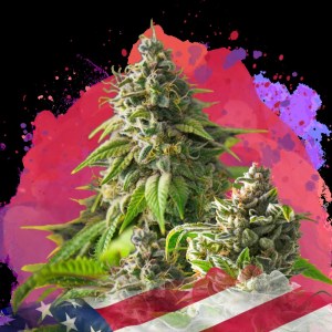 girl_scout_cookies_feminized