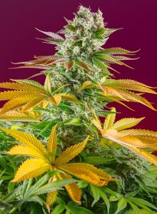 gorilla_girl_f1_fast_version