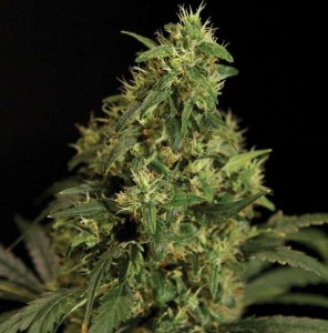 семена 'Northern Light' feminized