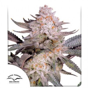 orange_bud_2_0